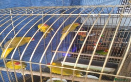Parrots birds for sale: For sale  - Image 3