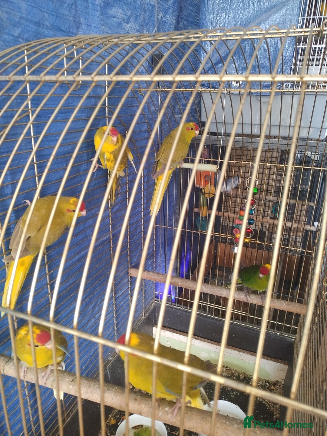 Parrots birds for sale: For sale  - Image 3