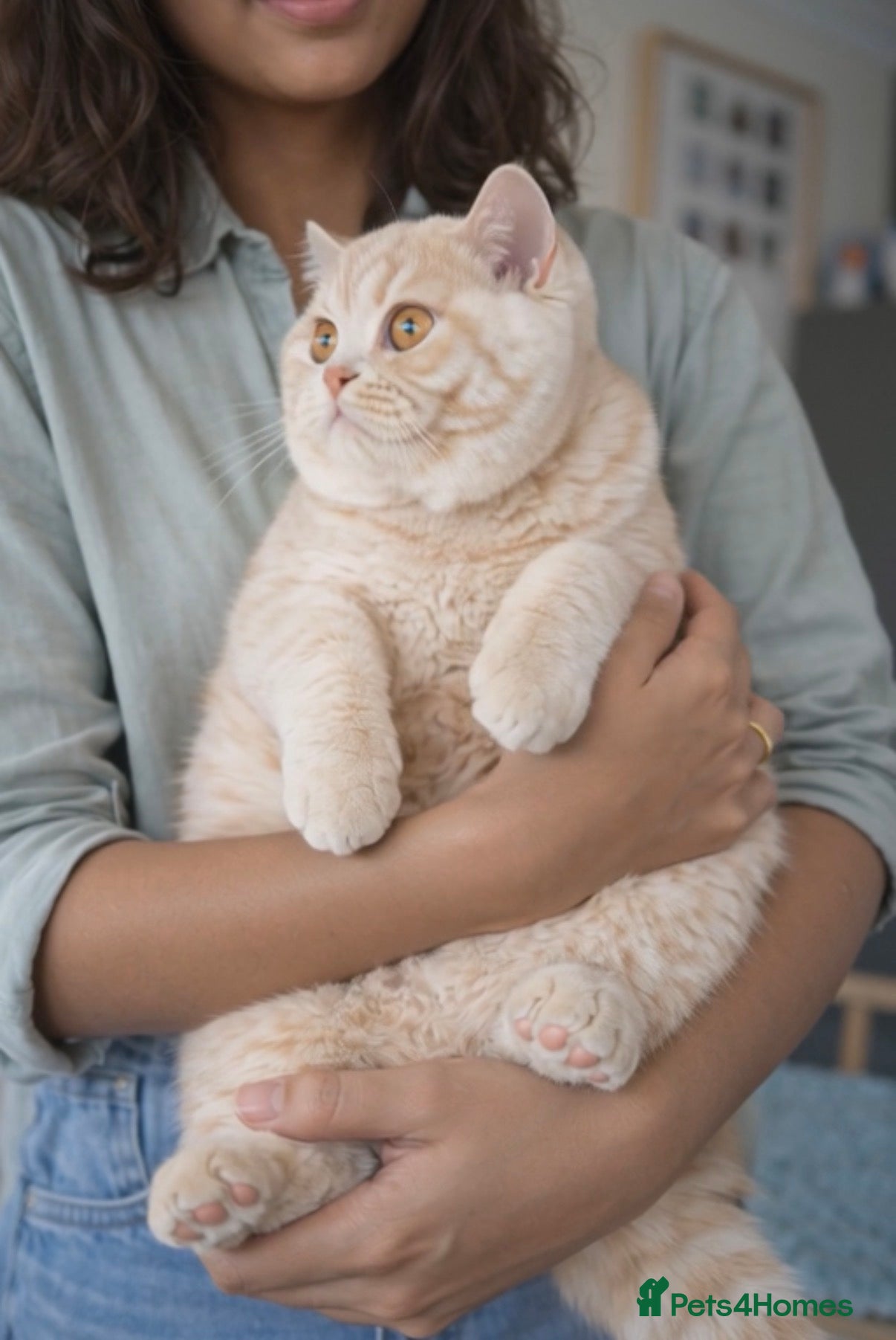 British Shorthair cats Ready now! Cream girl - Advert 14