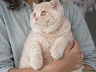 British Shorthair cats Ready now! Cream girl - Advert 14