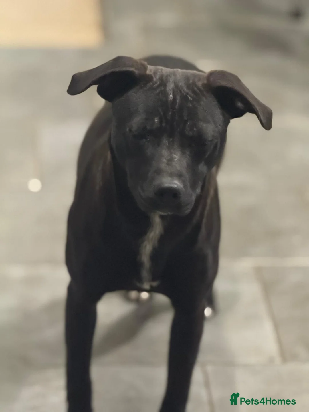 Mixed Breed dogs for adoption: Lovely Letti looking for love - Advert 15