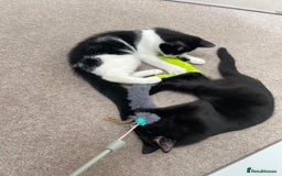 Mixed Breed cats for sale: Ozzy & Oscar - Bonded Brothers 🐾 - Image 6