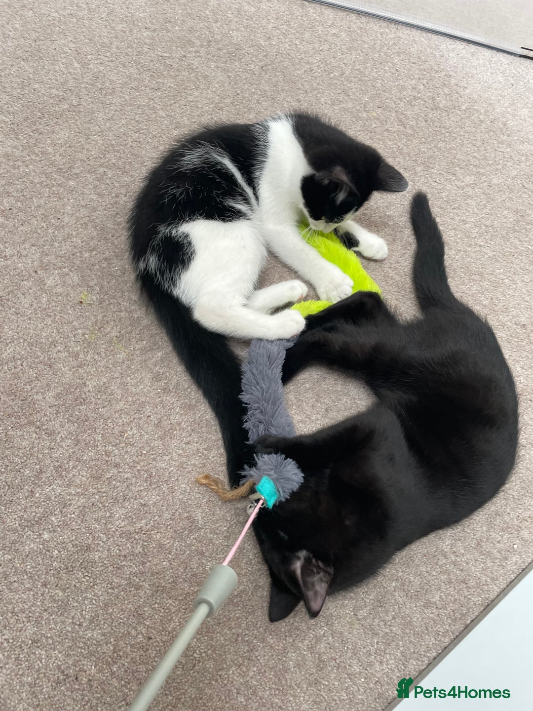 Mixed Breed cats for sale: Ozzy & Oscar - Bonded Brothers 🐾 - Image 6