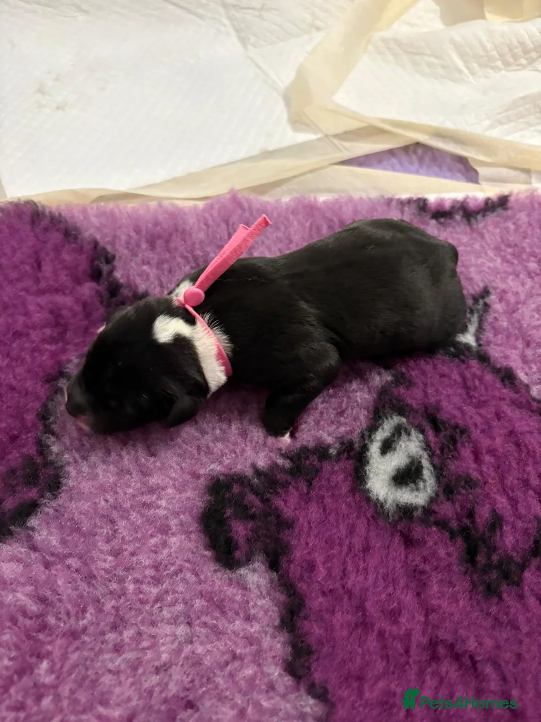 Staffordshire Bull Terrier dogs for sale: Gorgeous staff pups  in London - Advert 6