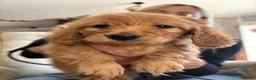 Miniature Dachshund dogs for sale: Shaded Red long hair mini Dachshund  - Advert 1