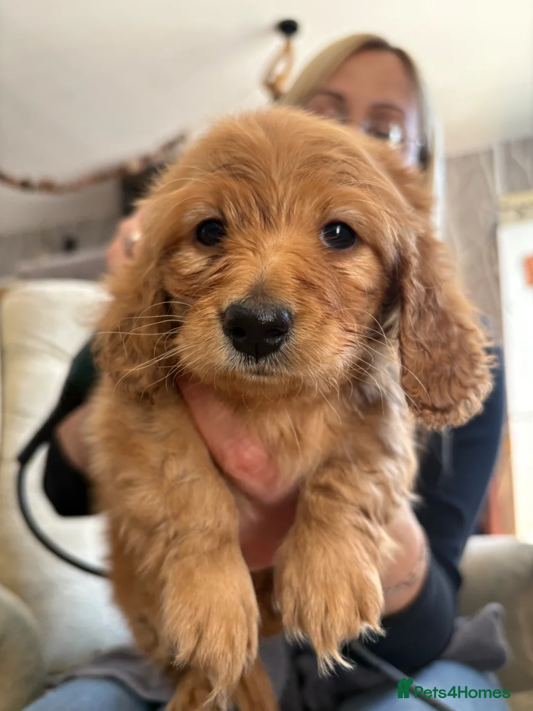 Miniature Dachshund dogs for sale: Shaded Red long hair mini Dachshund  - Advert 1