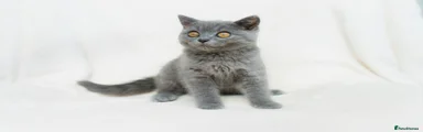 Blue Male British Shorthair