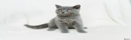 British Shorthair cats for sale: Blue British Shorthair 2 Kittens Left **MUST SEE** - Advert 14