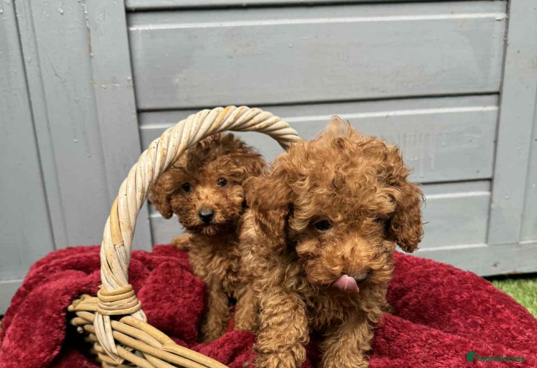 Toy Poodle dogs for sale: Toy poodle puppies looking for their forever home  - Image 9