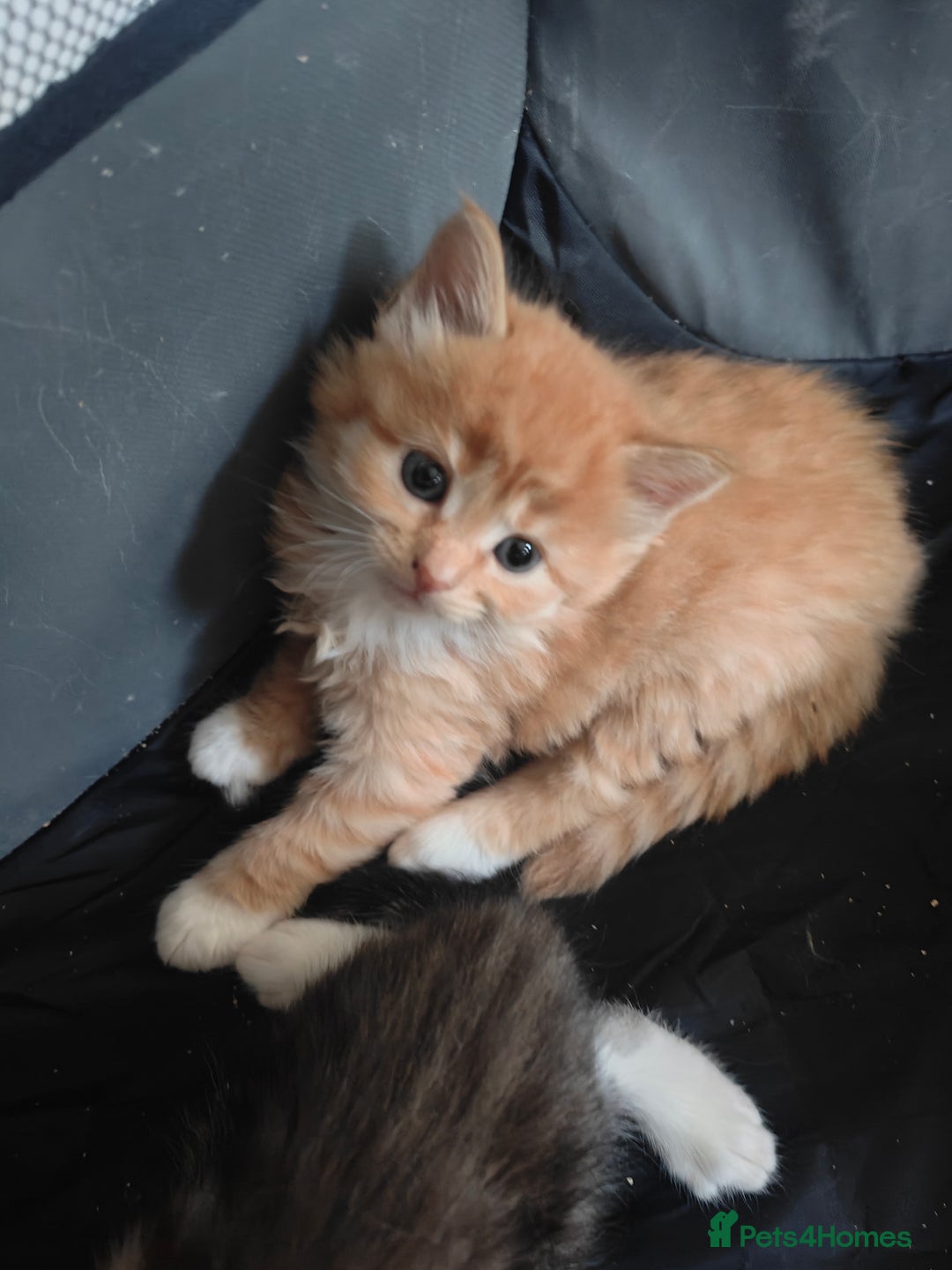 Mixed Breed cats for sale: MaineCoon Mixed Kittens For Sale  - Image 13
