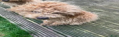 Cockapoo 1