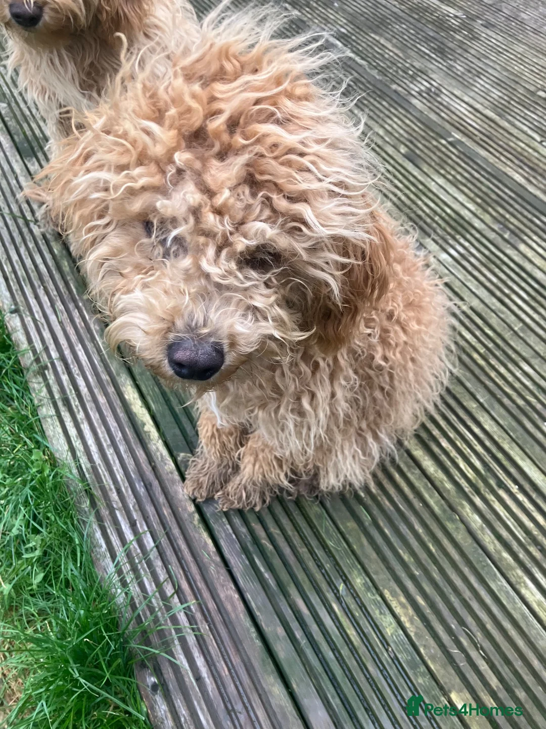 Cockapoo dogs for sale: 2 male cockapoo for sale  - Advert 6