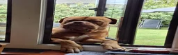 Dogue De Bordeaux dogs for sale: Dogue de bordeaux Male - Advert 3