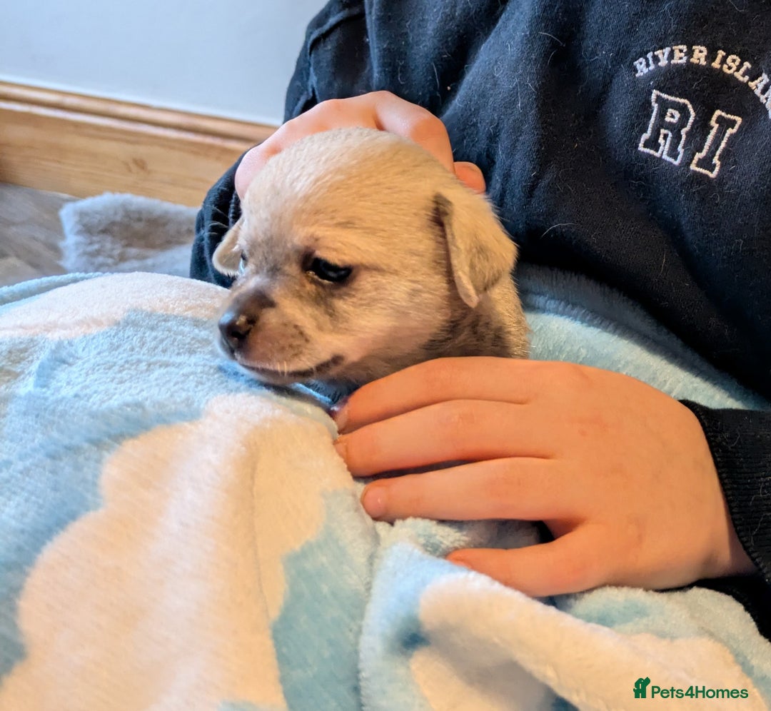Chipoo dogs for sale: Health tested, non shed chipoos - Image 9