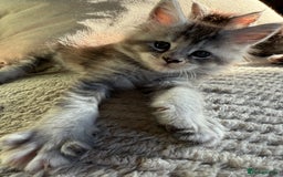 Maine Coon cats for sale: Tica registered Maine Coons from champion lines  - Image 19