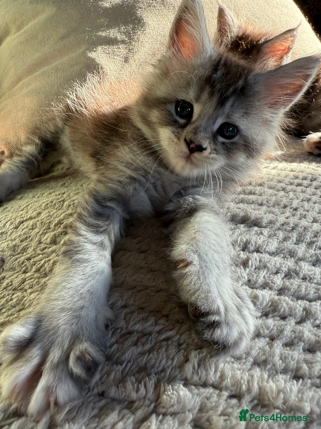 Maine Coon cats for sale: Tica registered Maine Coons from champion lines  - Image 19