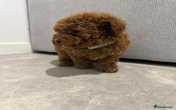 Toy Poodle dogs for sale: Toy Poodle Pups - Ready Now  - Image 4