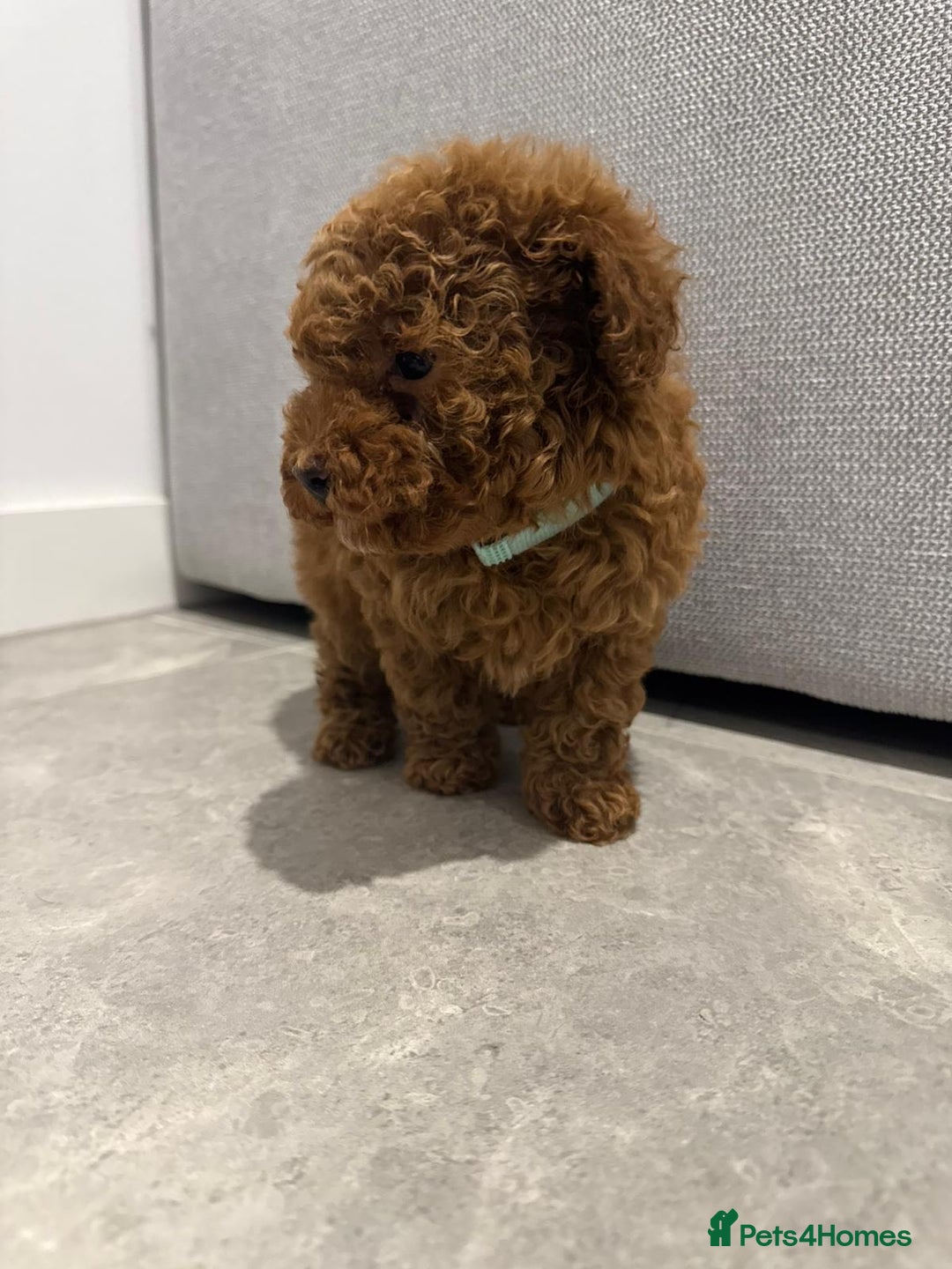 Toy Poodle dogs for sale: Toy Poodle Pups - Ready Now  - Image 4