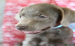 Labrador Retriever dogs for sale: Kc reg SILVER AND CHAMPAGNE LABRADORS  - Image 1
