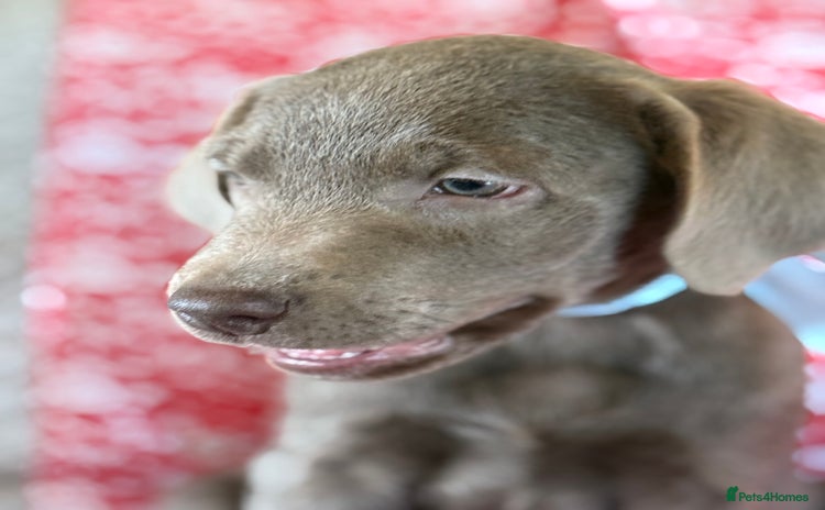 Labrador Retriever dogs - Advert 2