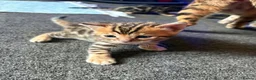 Bengal cats for sale: Bengal kittens for sale  in London - Advert 3