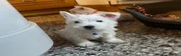 West Highland Terrier dogs for sale: Beautiful Westie puppies for sale  - Advert 7