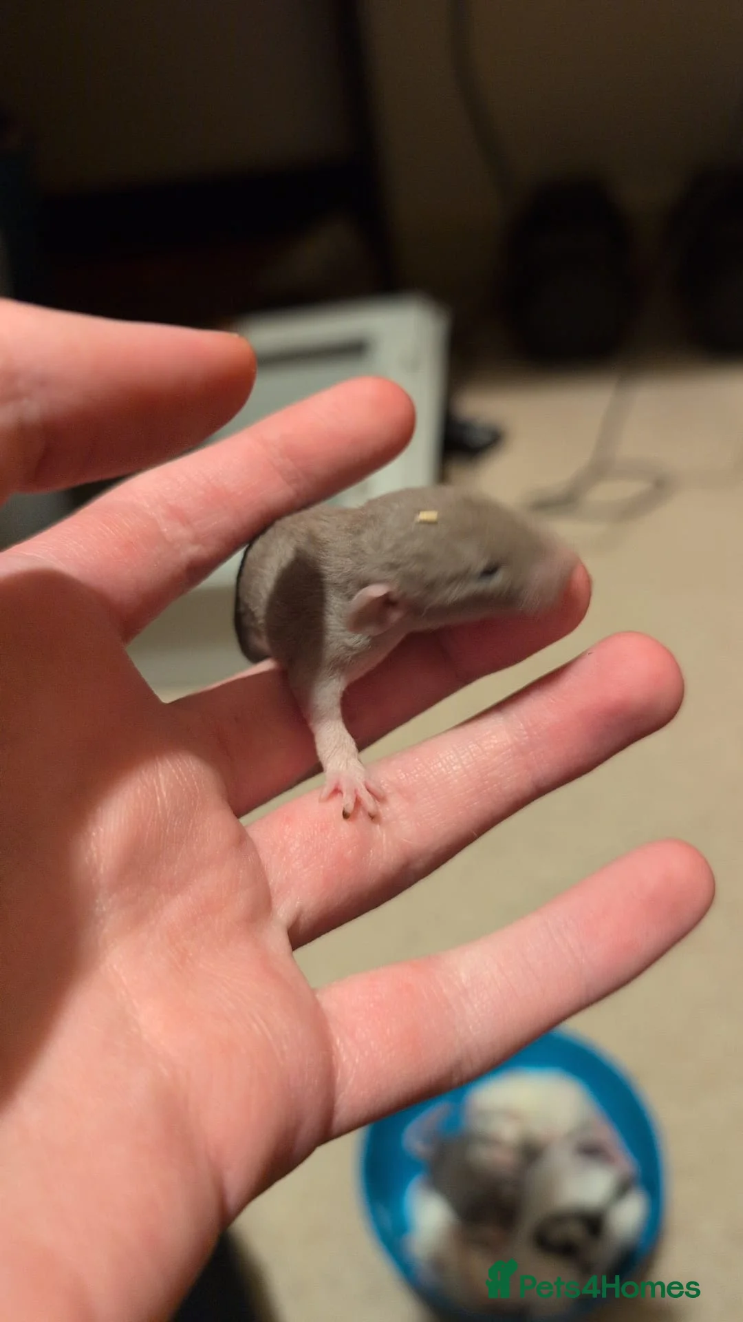 Rat rodents for sale: Multiple different Breeds, hand tame rats - Advert 5