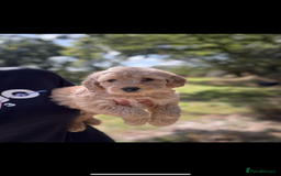Labradoodle dogs for sale: 🐶 Labradoodle puppies for sale 🐶 - Image 11