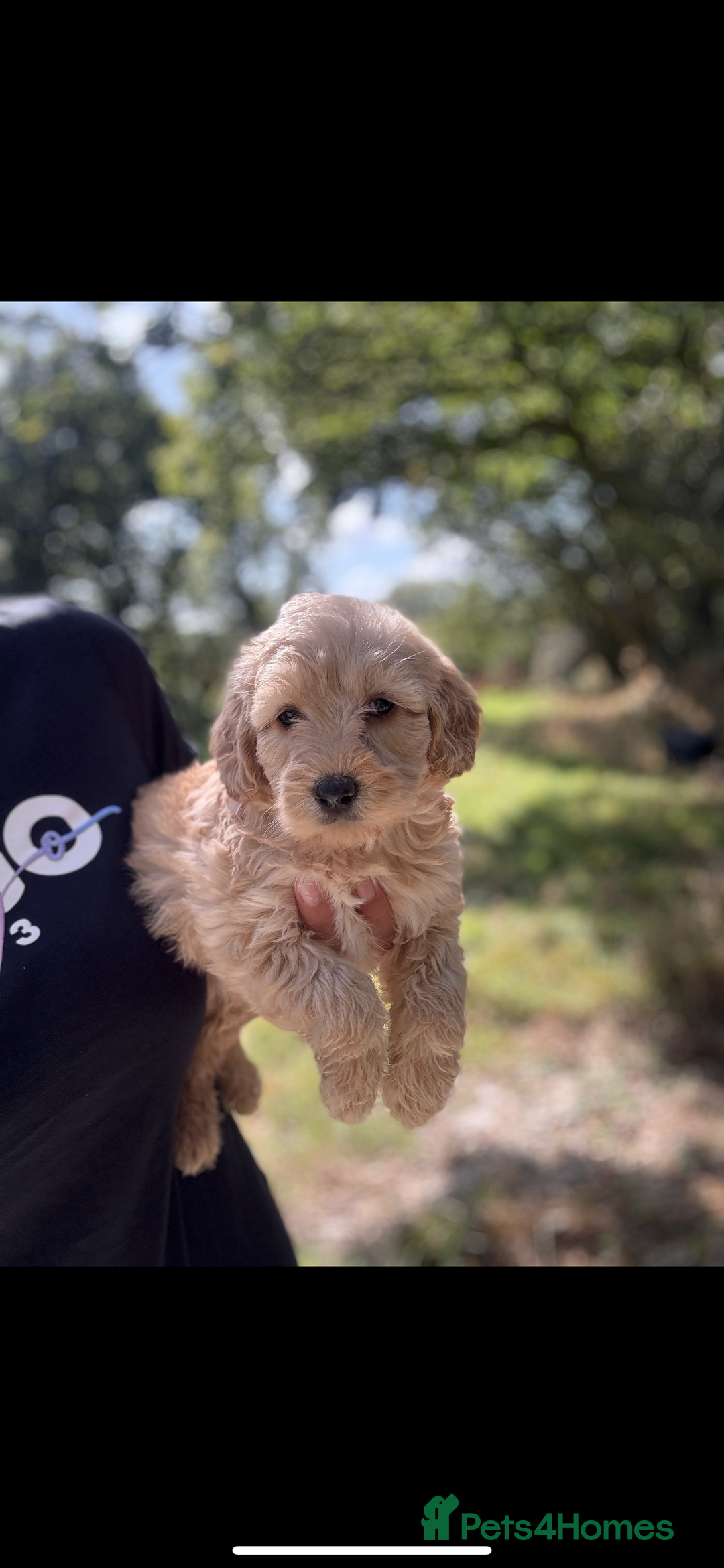 Labradoodle dogs for sale: 🐶 Labradoodle puppies for sale 🐶 - Image 11