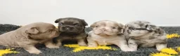French Bulldog dogs for sale: French bulldog - Advert 1