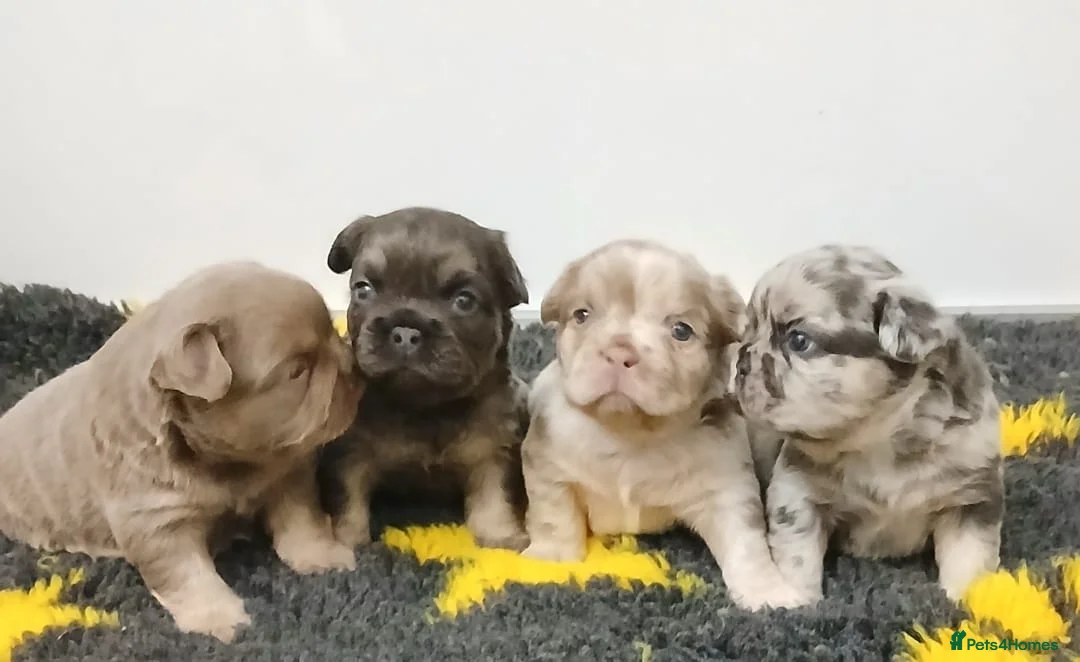 French Bulldog dogs for sale: French bulldog - Advert 1