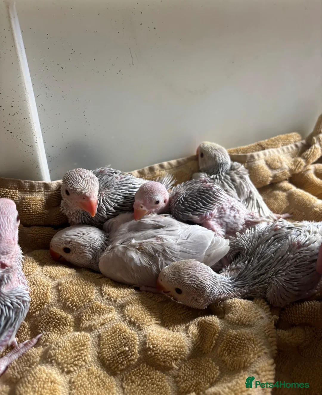 Ringnecks birds for sale: Hand reared Baby Ringneck’s  - Advert 2