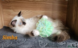 Ragdoll cats for sale: Only 2 girls left,Champion blood, TICA kittens in Nelson - Image 5
