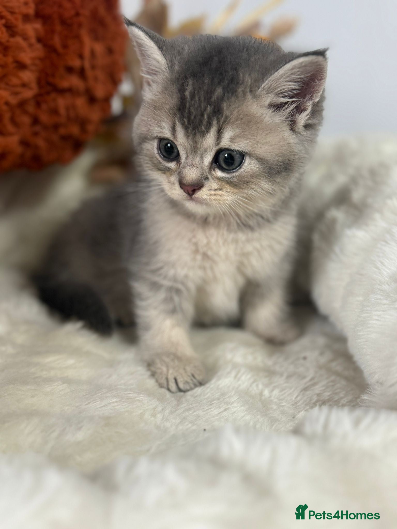 British Shorthair cats Blue Golden Shaded British Shorthair Kittens - Advert 2