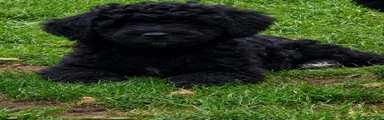 Sproodle 1