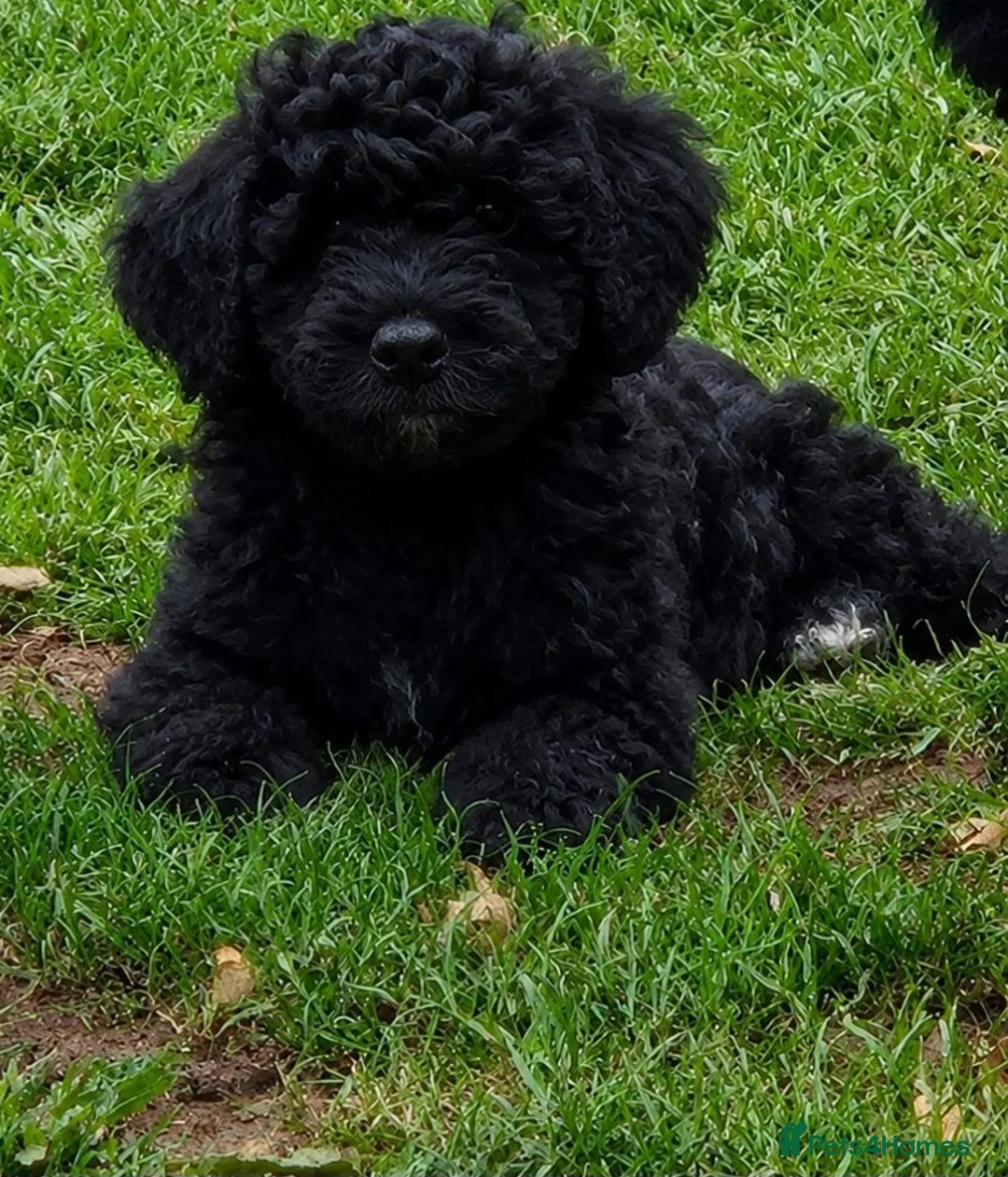 Sproodle dogs for sale: Sproodle pups - Advert 1