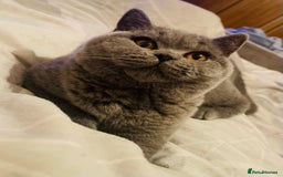 British Shorthair cats for sale: Stunning British Shorthair kittens - Image 9