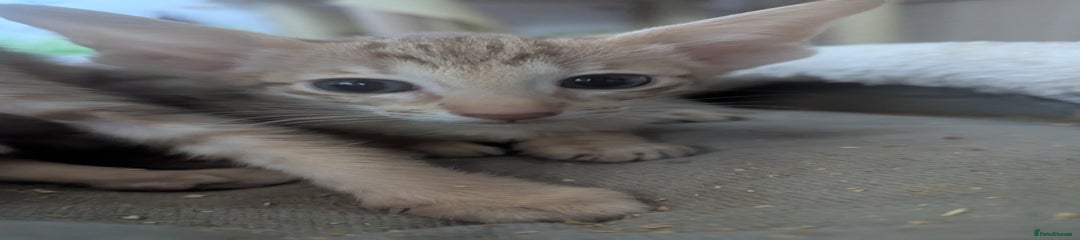 Oriental Kitten 7