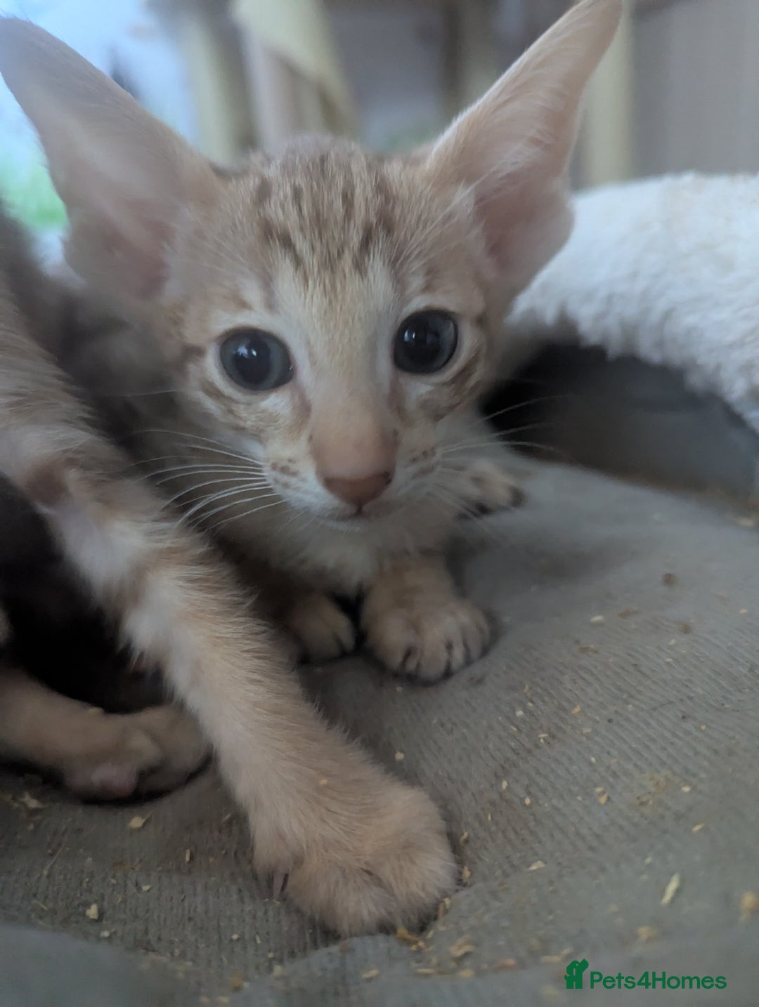 Oriental cats for sale: Super friendly kittens - Image 7