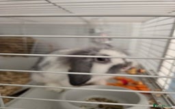 Mini Lop rabbits for sale: 2 mini lop ears rabbits and indoor hutch for sale - Image 2