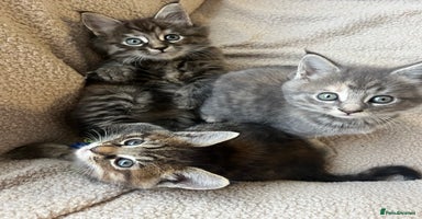 Maine Coon cats - Advert 15
