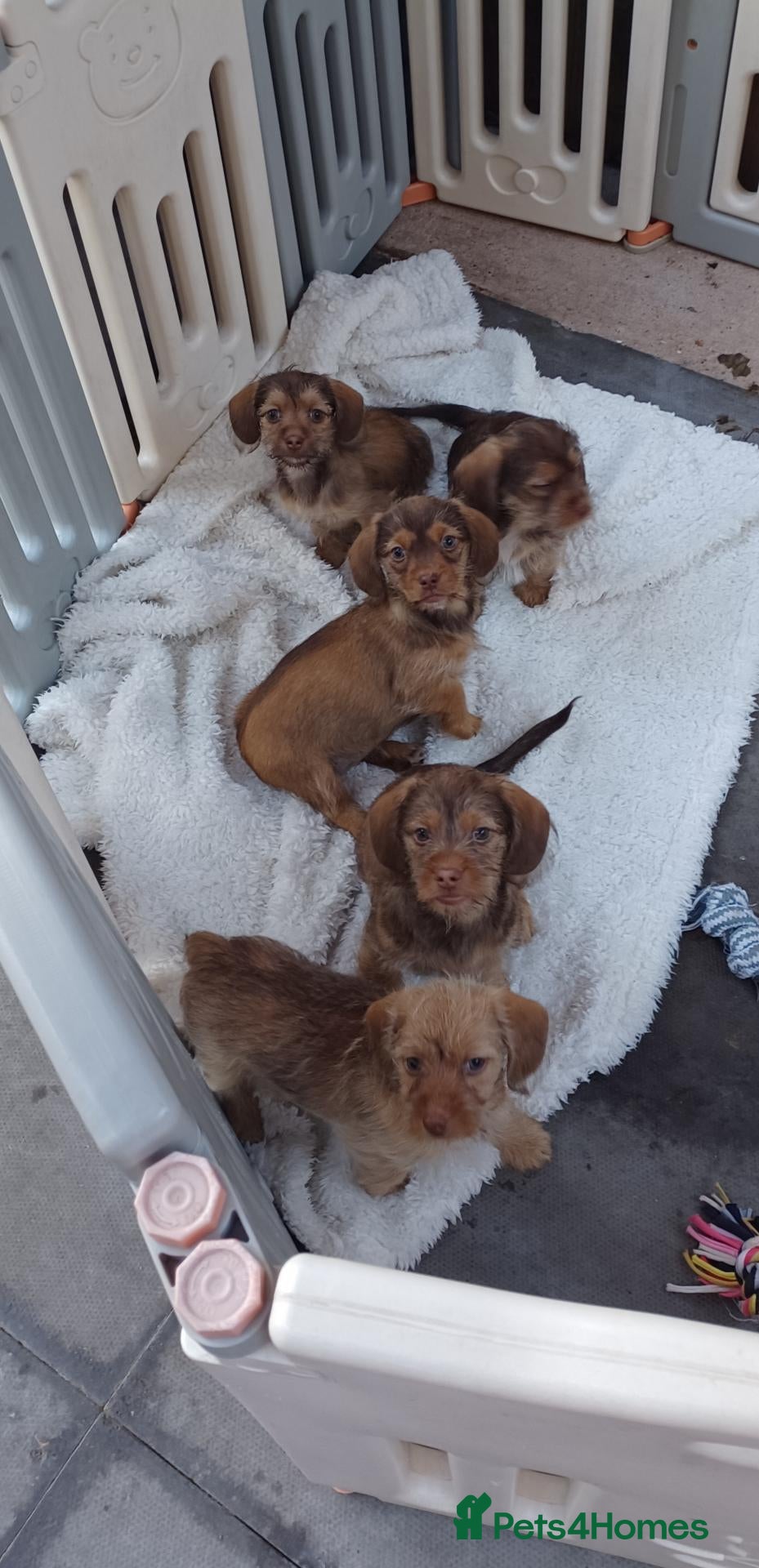Mixed Breed dogs Imperial Shih Tzu x Mini Dachshund  - Advert 1