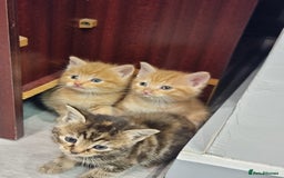 Domestic Shorthair cats for sale: 5 kittens  - Advert 1