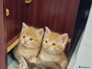 Domestic Shorthair cats 5 kittens - Advert 3