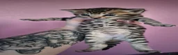 Bengal cats for sale: Beautiful Bengal kittens-Ready in April 🐾 - Advert 11