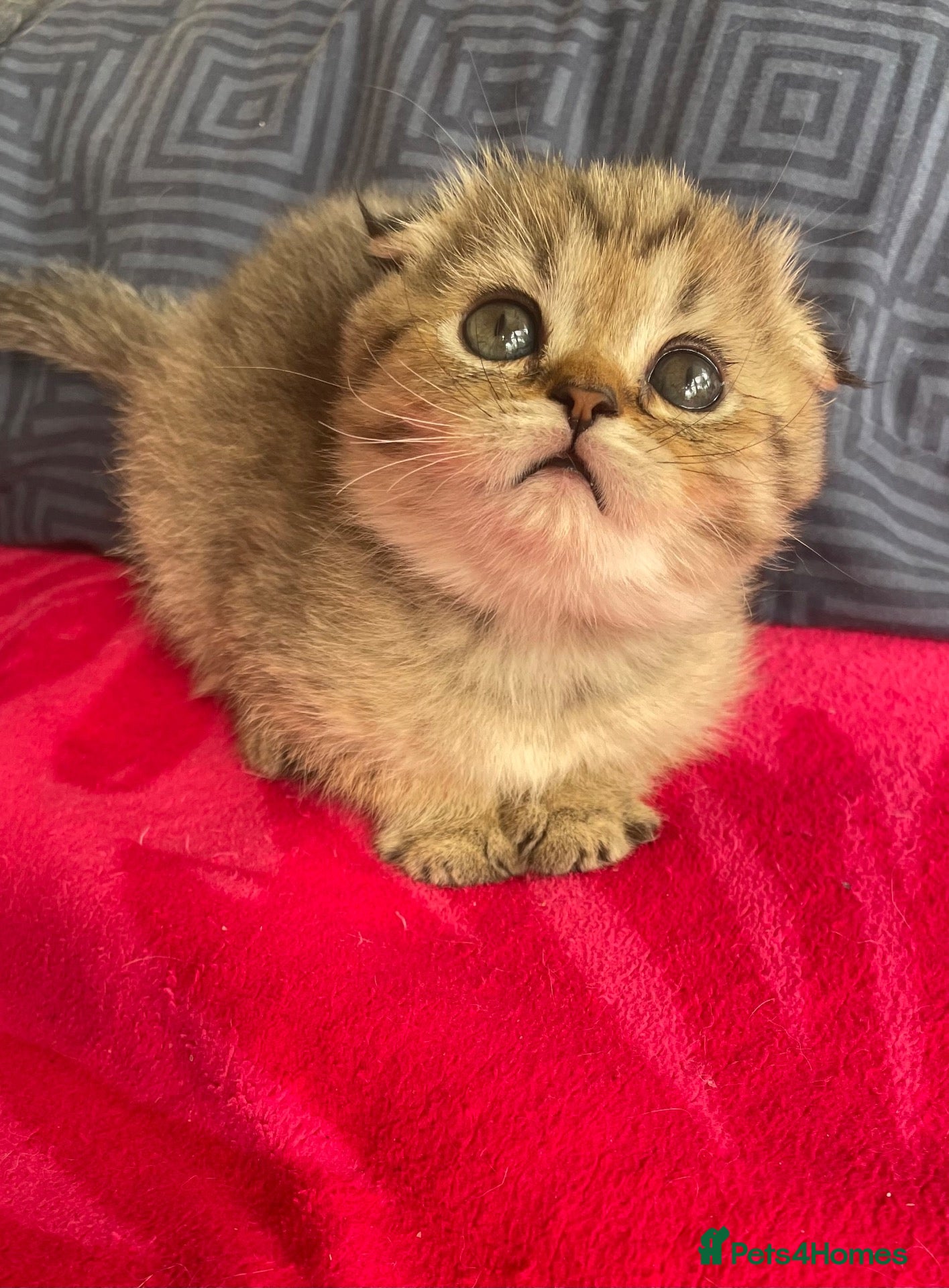 Scottish Fold cats Rare smoky blue golden Scottish Fold boys - Advert 2