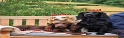 Cocker Spaniel dogs for sale: Working Cockers Spaniel Puppies  - Advert 3