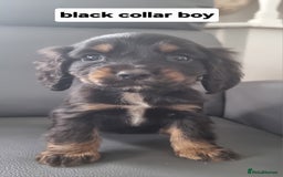 Cocker Spaniel dogs for sale: Show type x working cocker spaniel pups  - Image 5