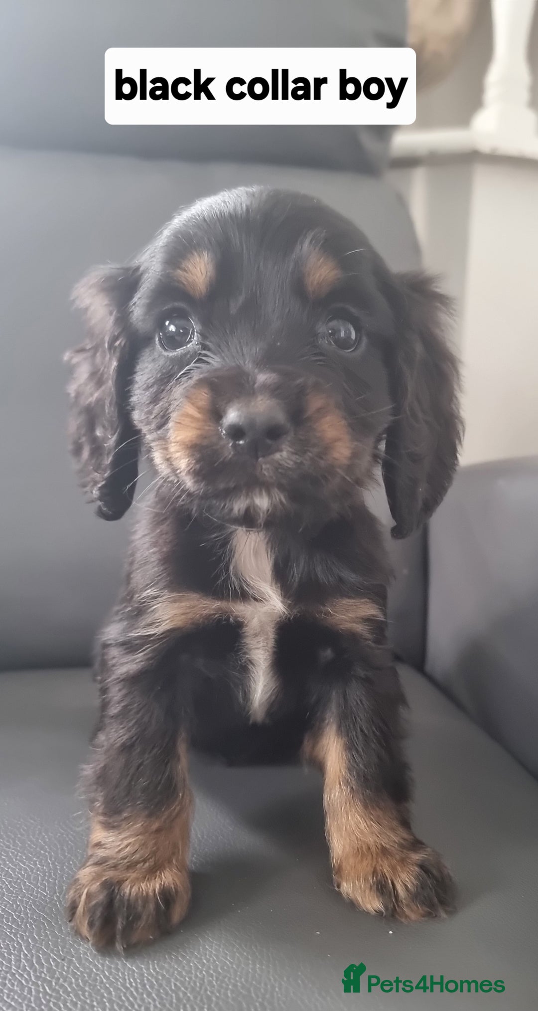 Cocker Spaniel dogs for sale: Show type x working cocker spaniel pups  - Image 5