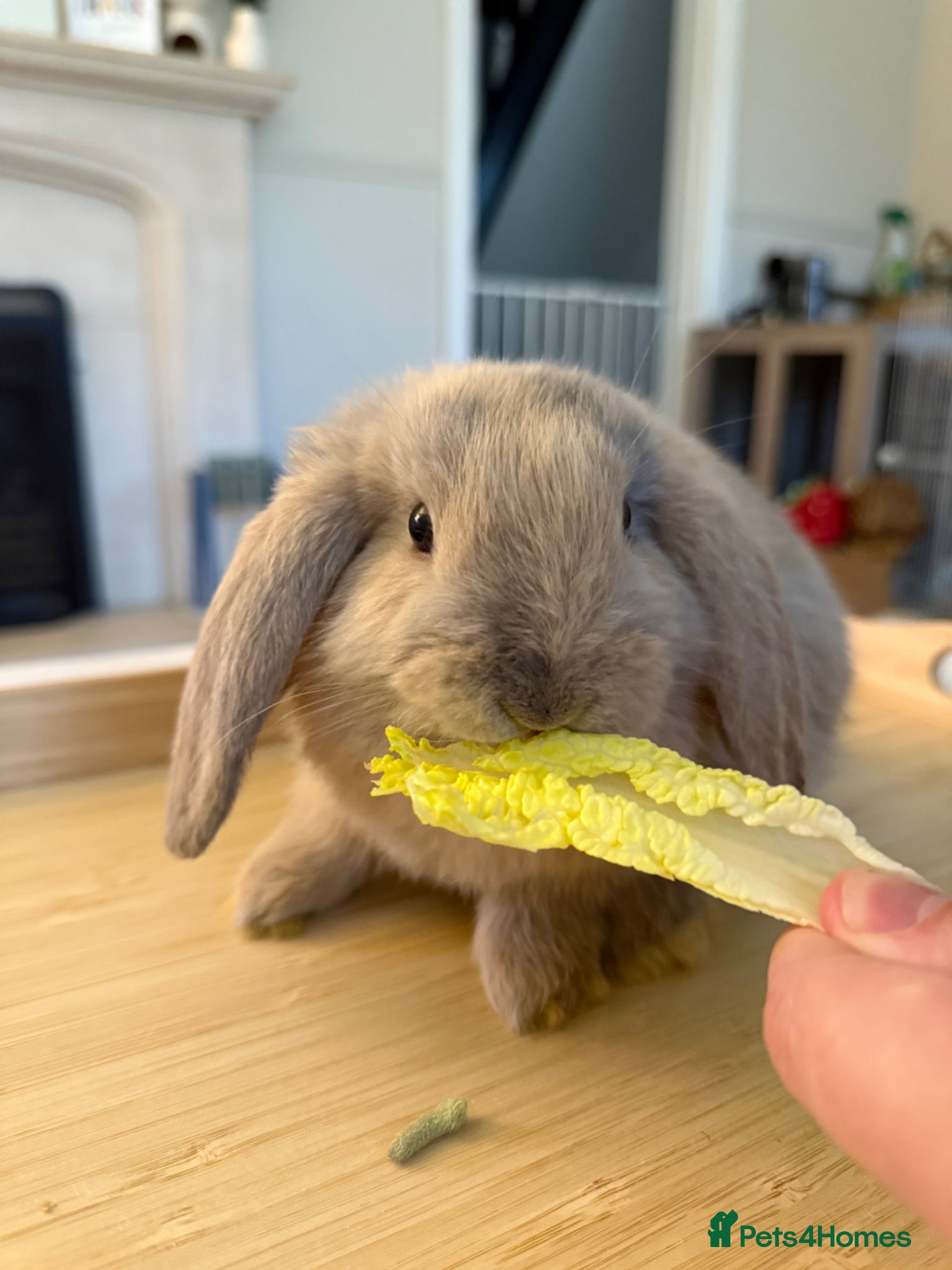 Mini Lop rabbits Mini lop for sale  - Advert 18